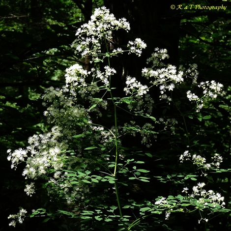 {Thalictrum pubescens}